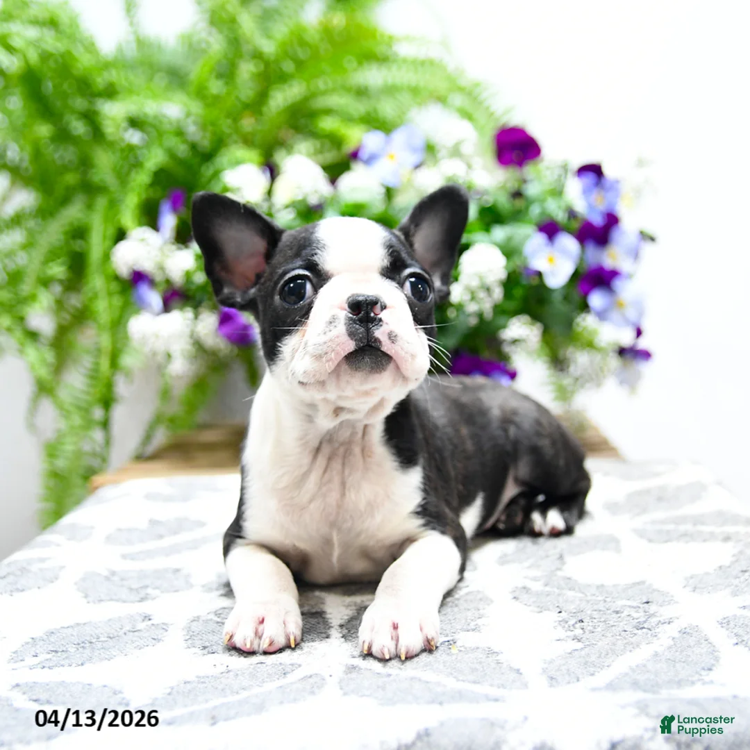 Boston Terrier dogs for sale: Kevin - Ad 1