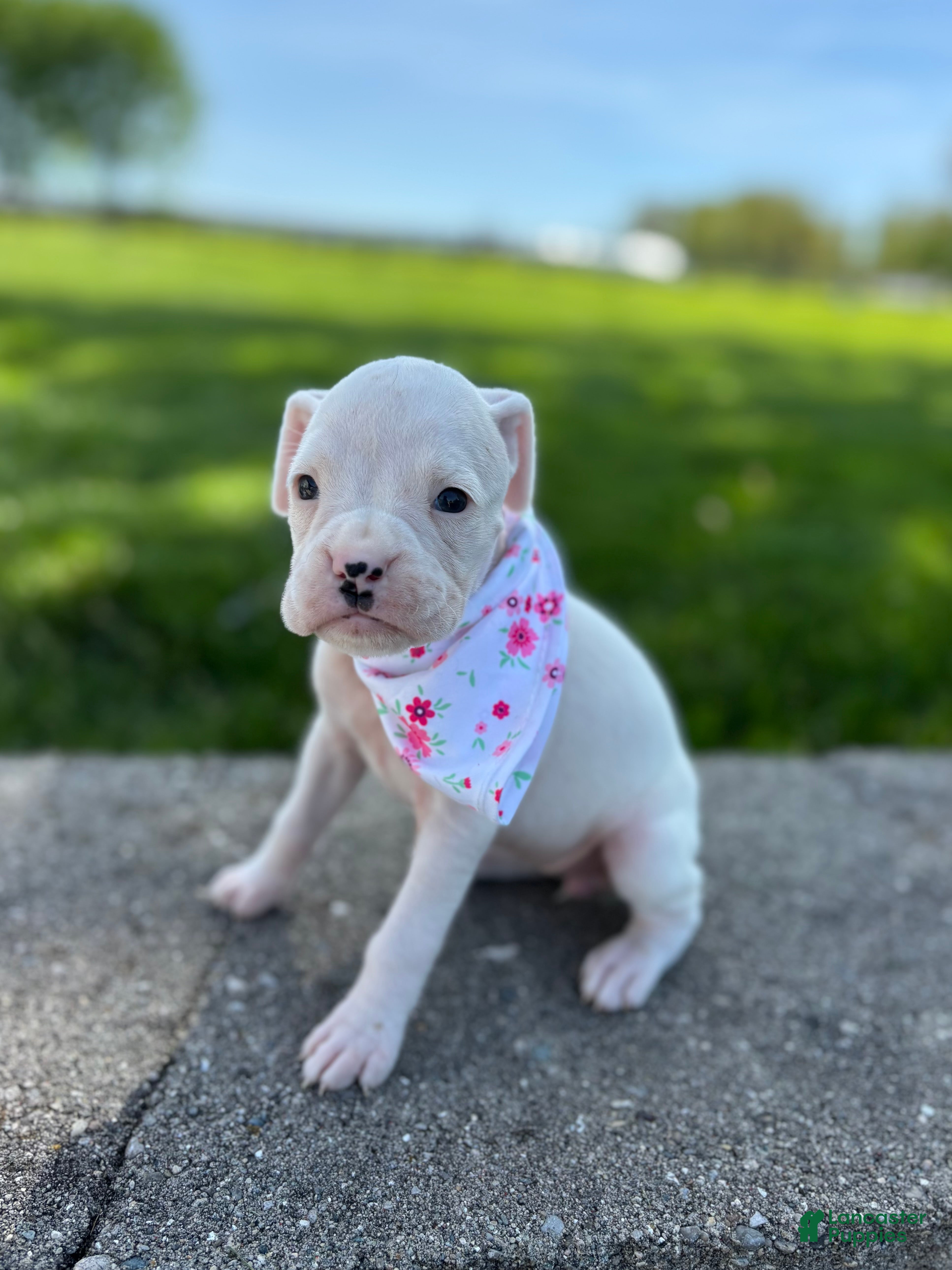 Boxer dogs Alice - Ad 1