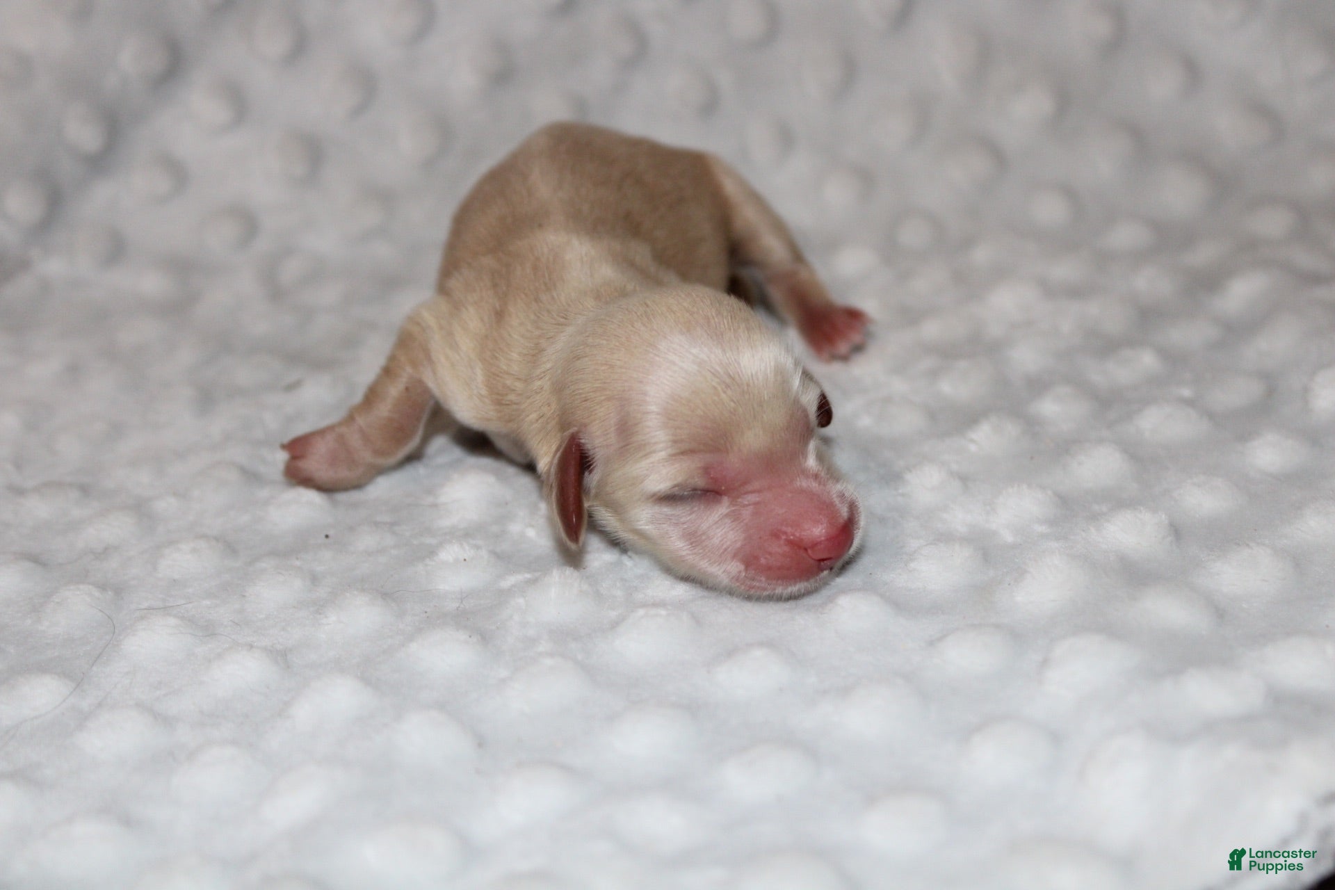 Miniature Dachshund dogs Caroline  - Ad 1
