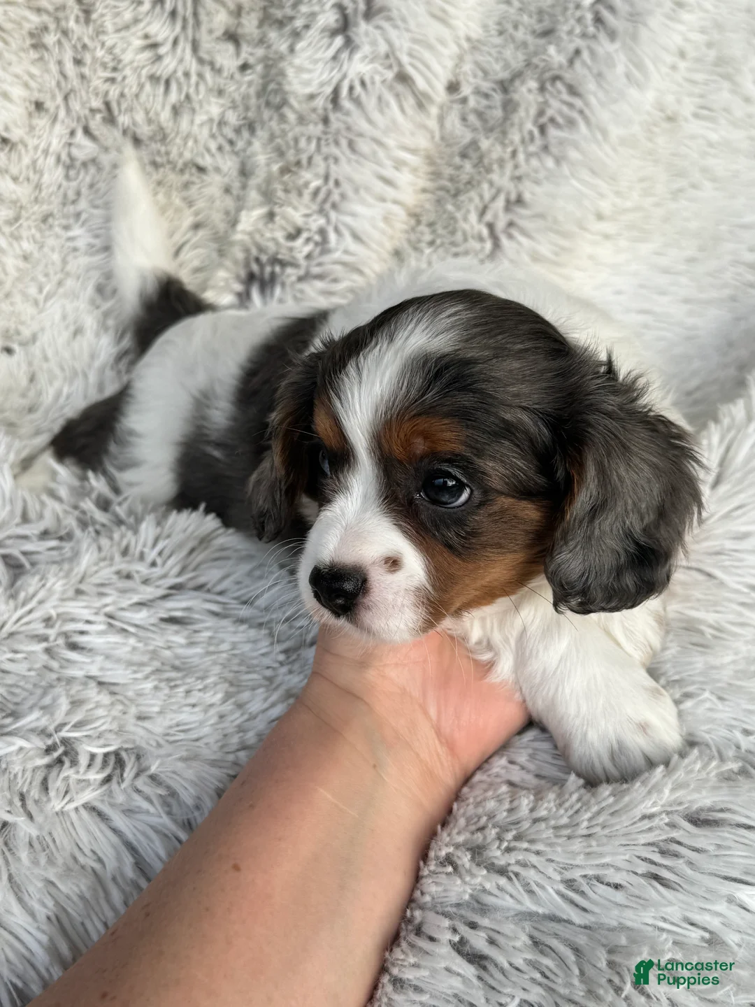 Cavapoo dogs for sale: Emmy - Ad 7