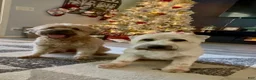 Mixed Breed dogs for sale: White collar girl  - Ad 9