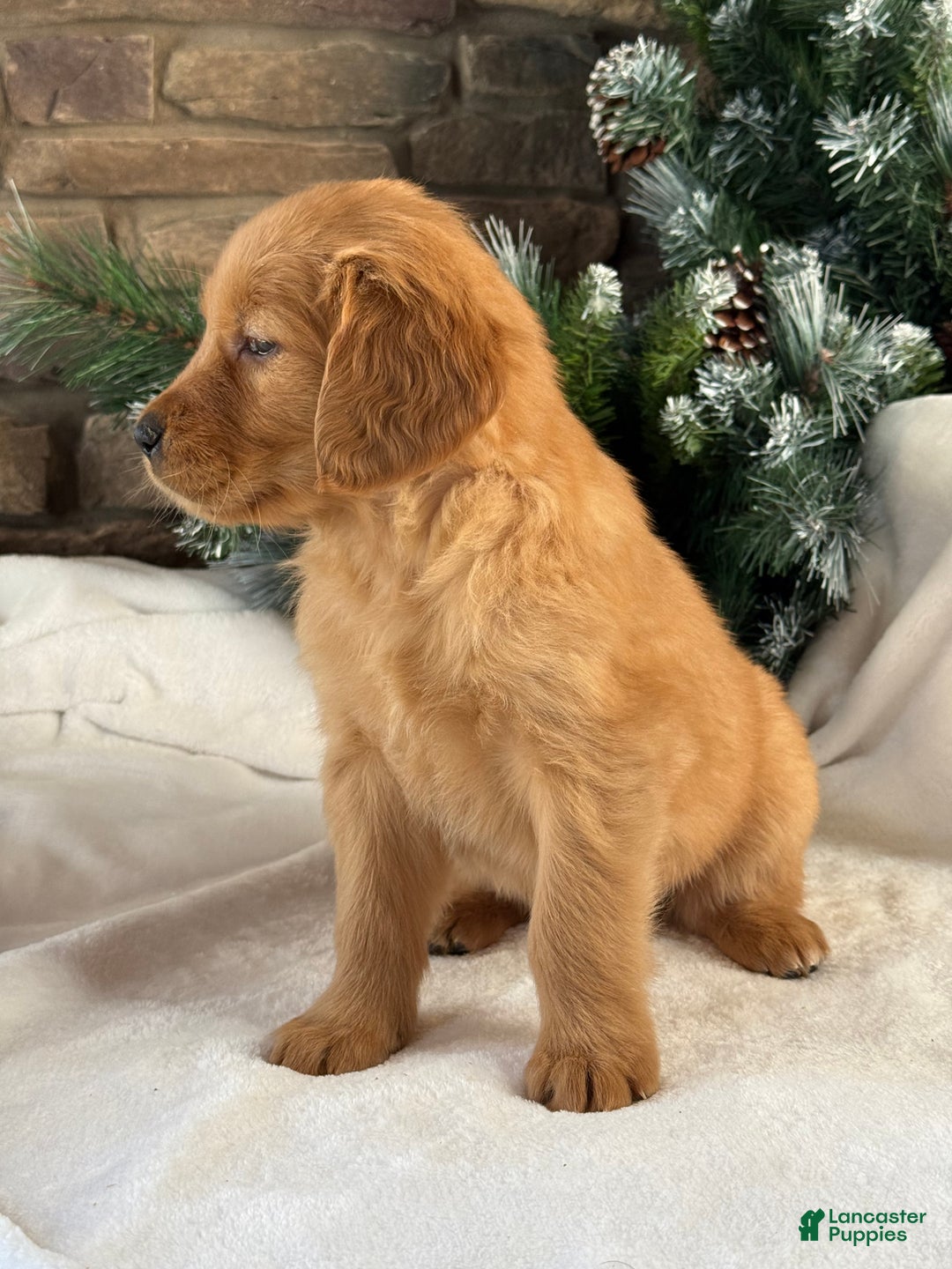 Golden Retriever dogs for sale: Nova  - Ad 4