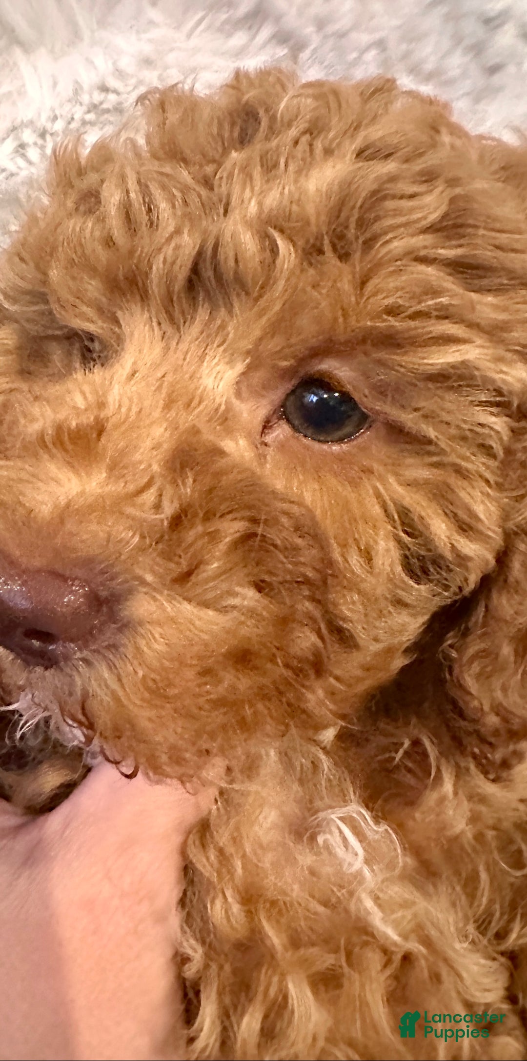 Miniature Poodle dogs for sale: Connor- Green Eyed Baby House Raised - Ad 13