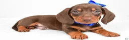 Miniature Dachshund dogs for sale: Teddy - Ad 9