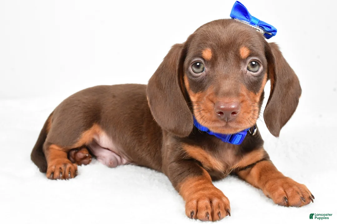 Miniature Dachshund dogs for sale: Teddy - Ad 9