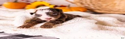 Bernedoodle dogs for sale: Haven - Ad 1