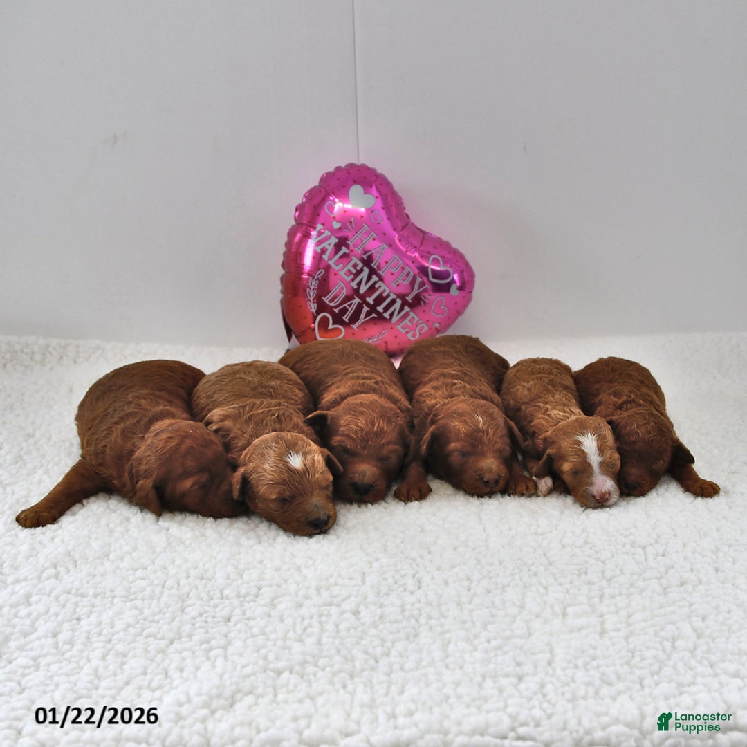 Mini Goldendoodle dogs for sale: Brownie - Ad 5