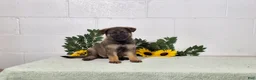 German Shepherd dogs for sale: Daisy - Ad 8