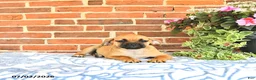 Puggle dogs for sale: Ramona - Ad 2