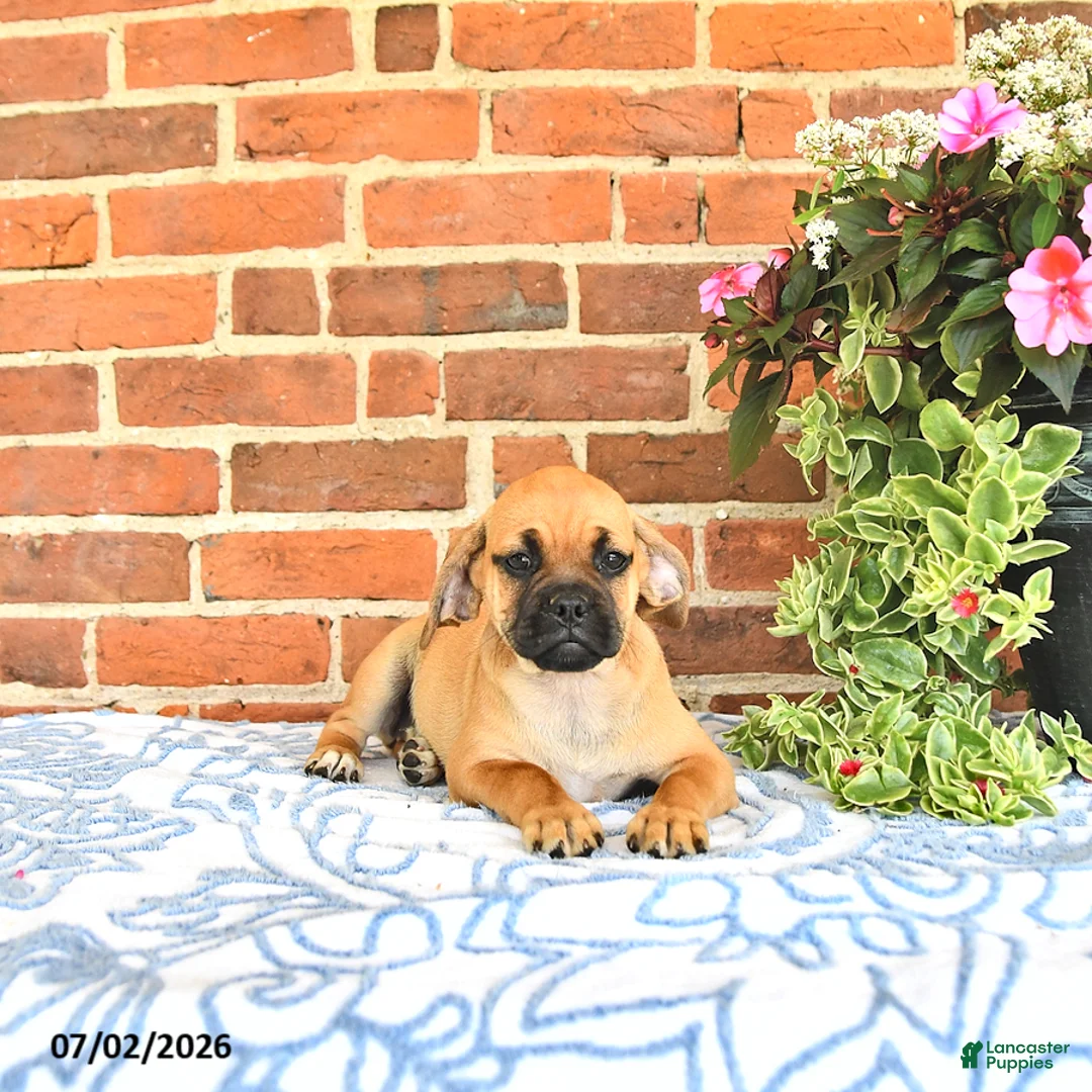 Puggle dogs for sale: Ramona - Ad 2
