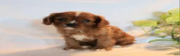 Cavalier King Charles Spaniel dogs for sale: Ricky  - Ad 6