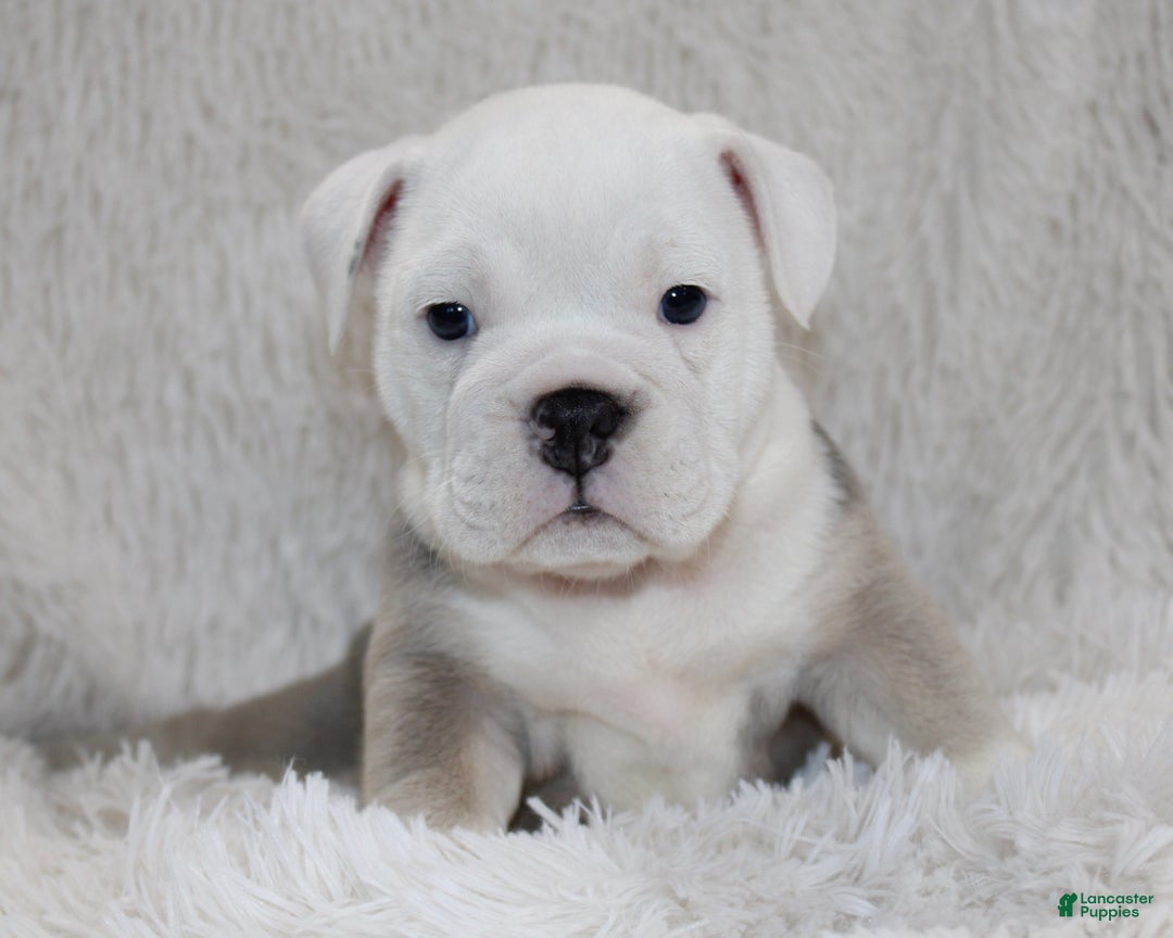 English Bulldog dogs for sale: Reece - Ad 7