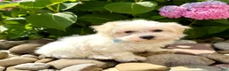 Havanese dogs for sale: FROSTING - Ad 6