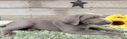 Labrador Retriever dogs for sale: Silver Sonny - Ad 5