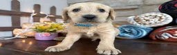 Labradoodle dogs for sale: Peter (Boy) - Ad 2