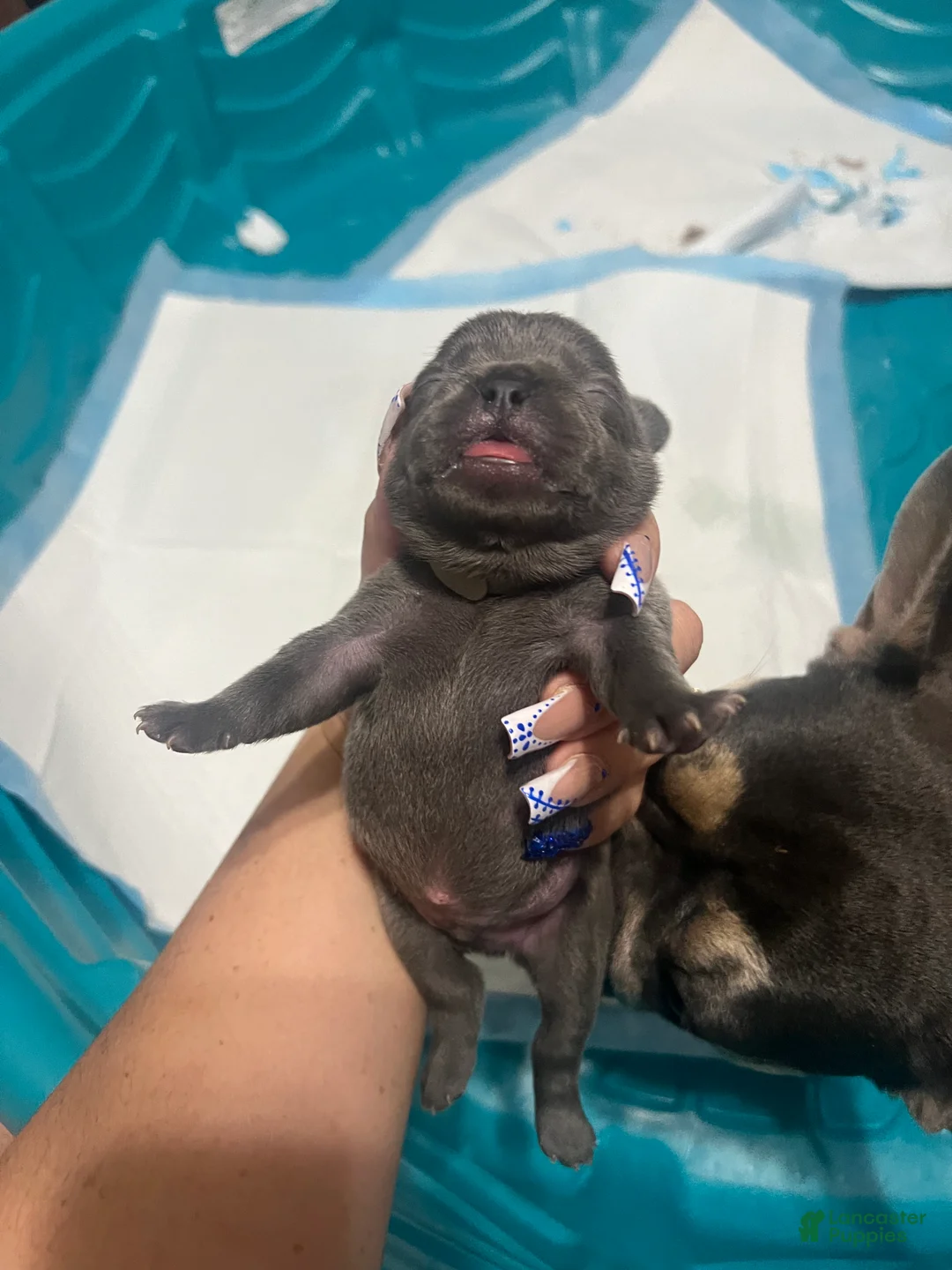 French Bulldog dogs for sale: French Bulldog Puppy 8 - Ad 1