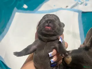 French Bulldog dogs French Bulldog Puppy 8 - Ad 36