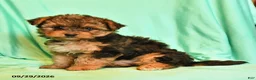 Yorkshire Terrier dogs for sale: Tabatha - Ad 2