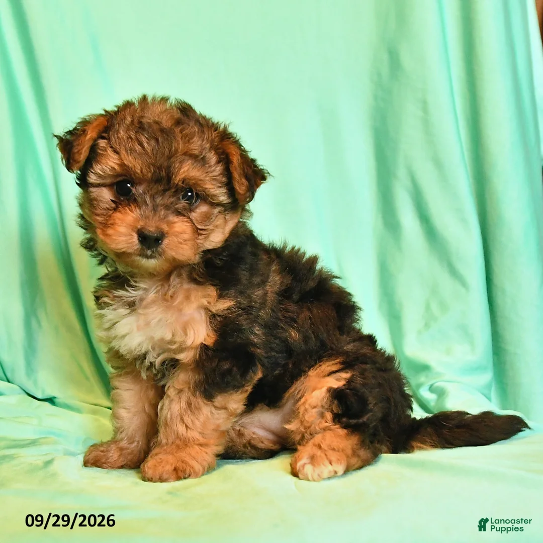 Yorkshire Terrier dogs for sale: Tabatha - Ad 2