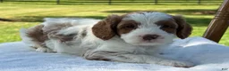 Cavapoo dogs for sale: River - Ad 4