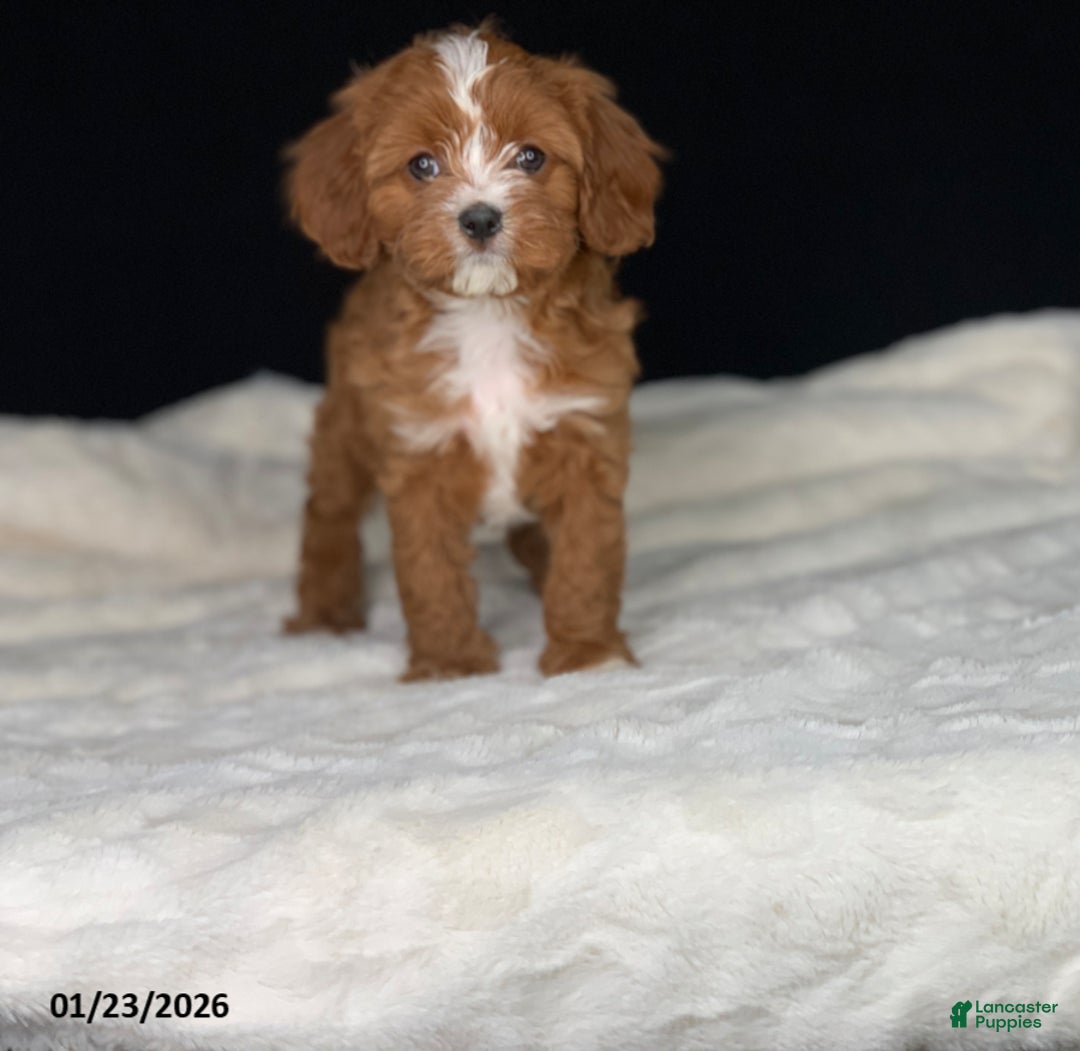 Cavapoo dogs for sale: Barbie - Ad 8