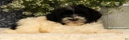 Havapoo dogs for sale: Spencer - Ad 5