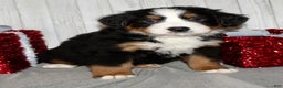 Bernese Mountain Dog dogs for sale: Leo - Ad 6