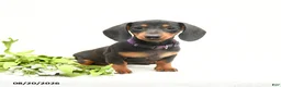 Miniature Dachshund dogs for sale: Bonnie - Ad 3