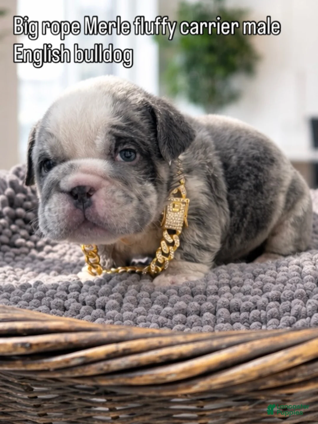 English Bulldog dogs for sale: English Bulldog Puppy 1 - Ad 1