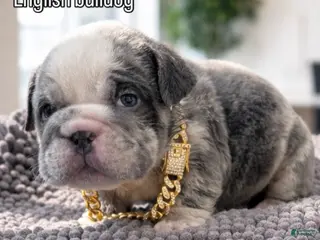 English Bulldog dogs English Bulldog Puppy 1 - Ad 42