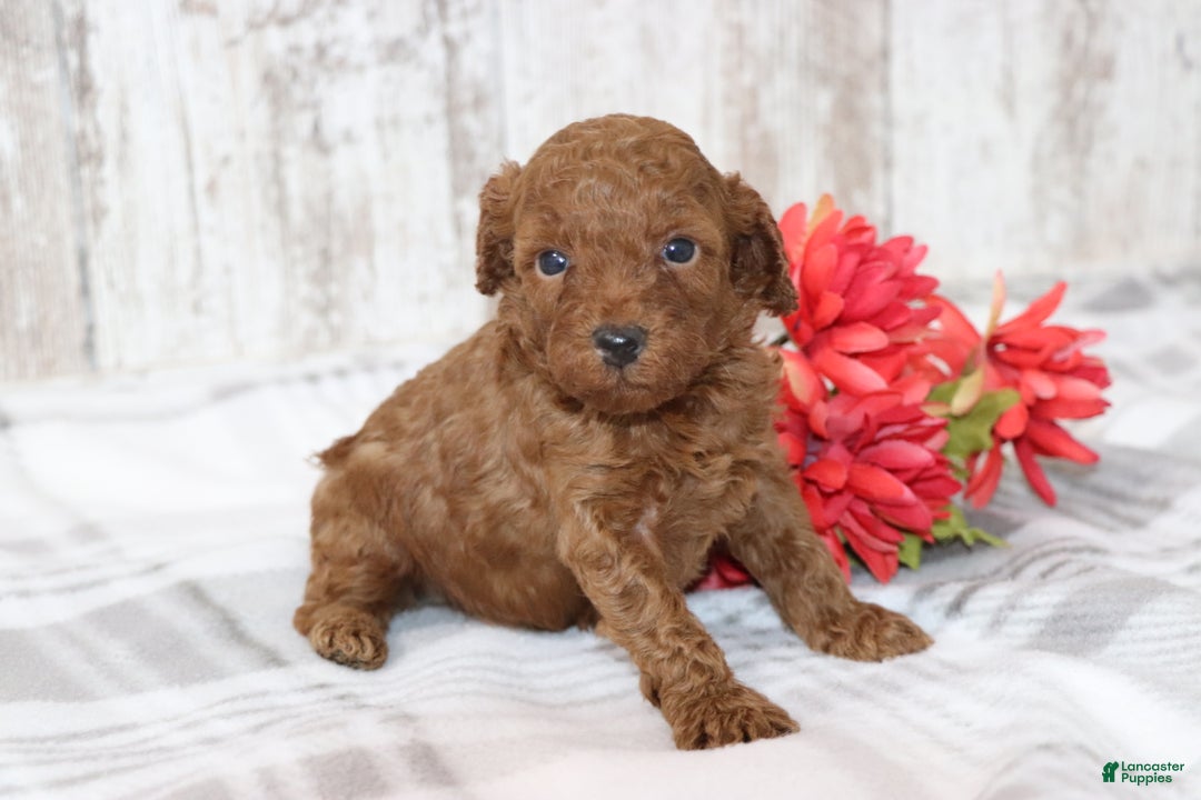 Miniature Poodle dogs for sale: Arnie  - Ad 1