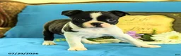 Boston Terrier dogs for sale: Ziggy - Ad 5