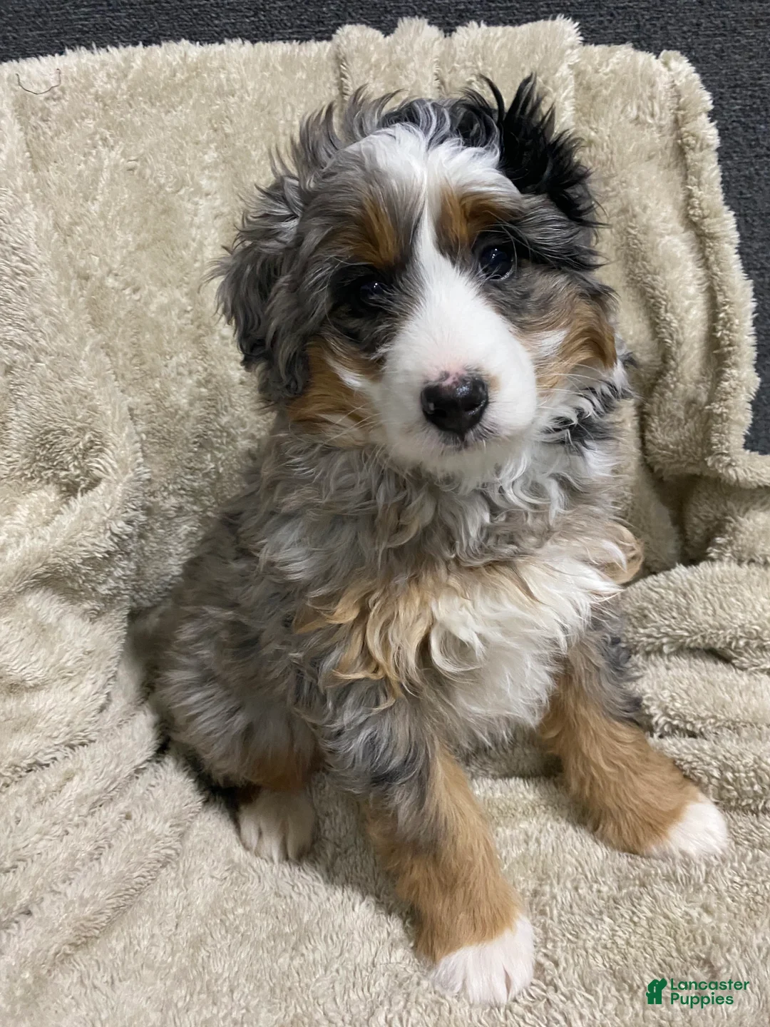 Mini Bernedoodle dogs for sale: Evie - Ad 3