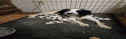 English Springer Spaniel dogs for sale: Lilly - Ad 2