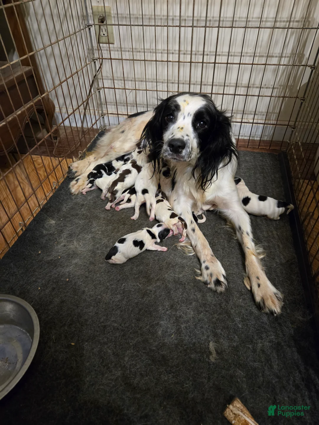 English Springer Spaniel dogs for sale: Marvin - Ad 3