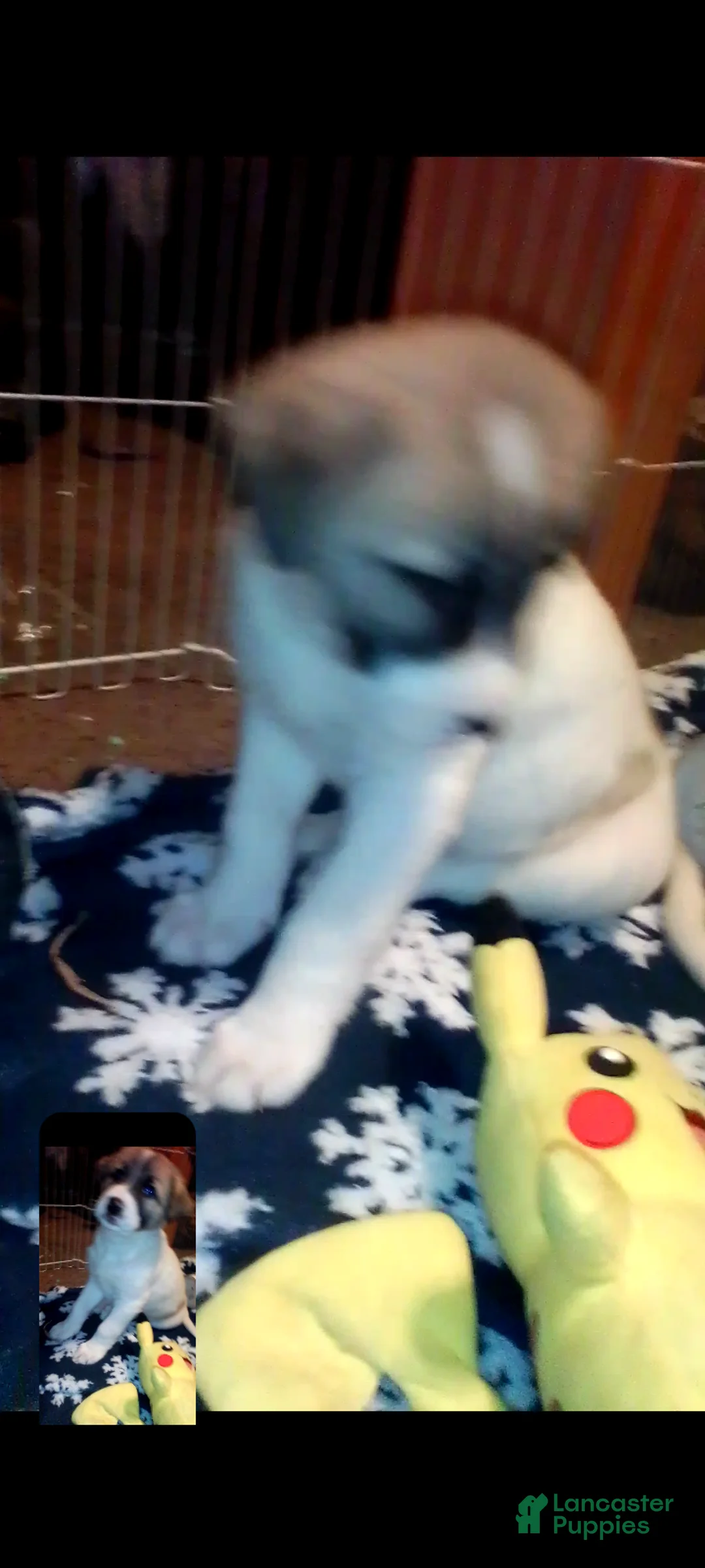 Mixed Breed dogs for sale: BABY JOJO  - Ad 30