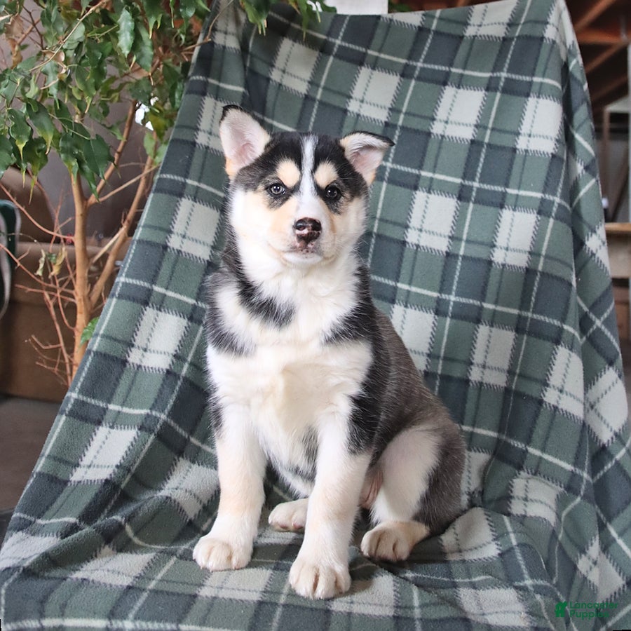 Mixed Breed dogs Saige - Ad 2