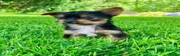 Yorkshire Terrier dogs for sale: Ava - Ad 8