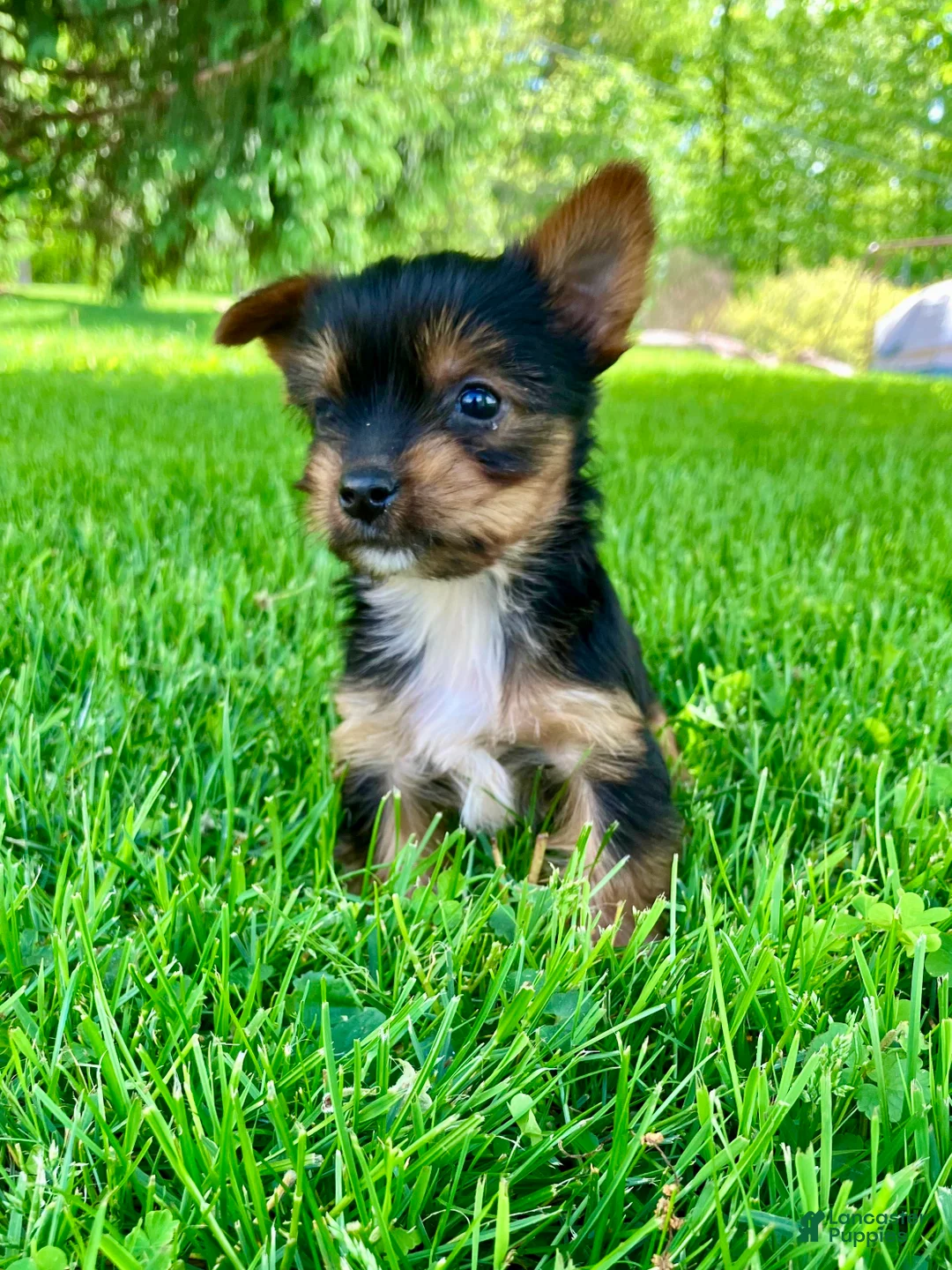 Yorkshire Terrier dogs for sale: Ava - Ad 8