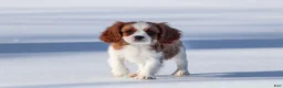 Cavalier King Charles Spaniel dogs for sale: Liam - Ad 20