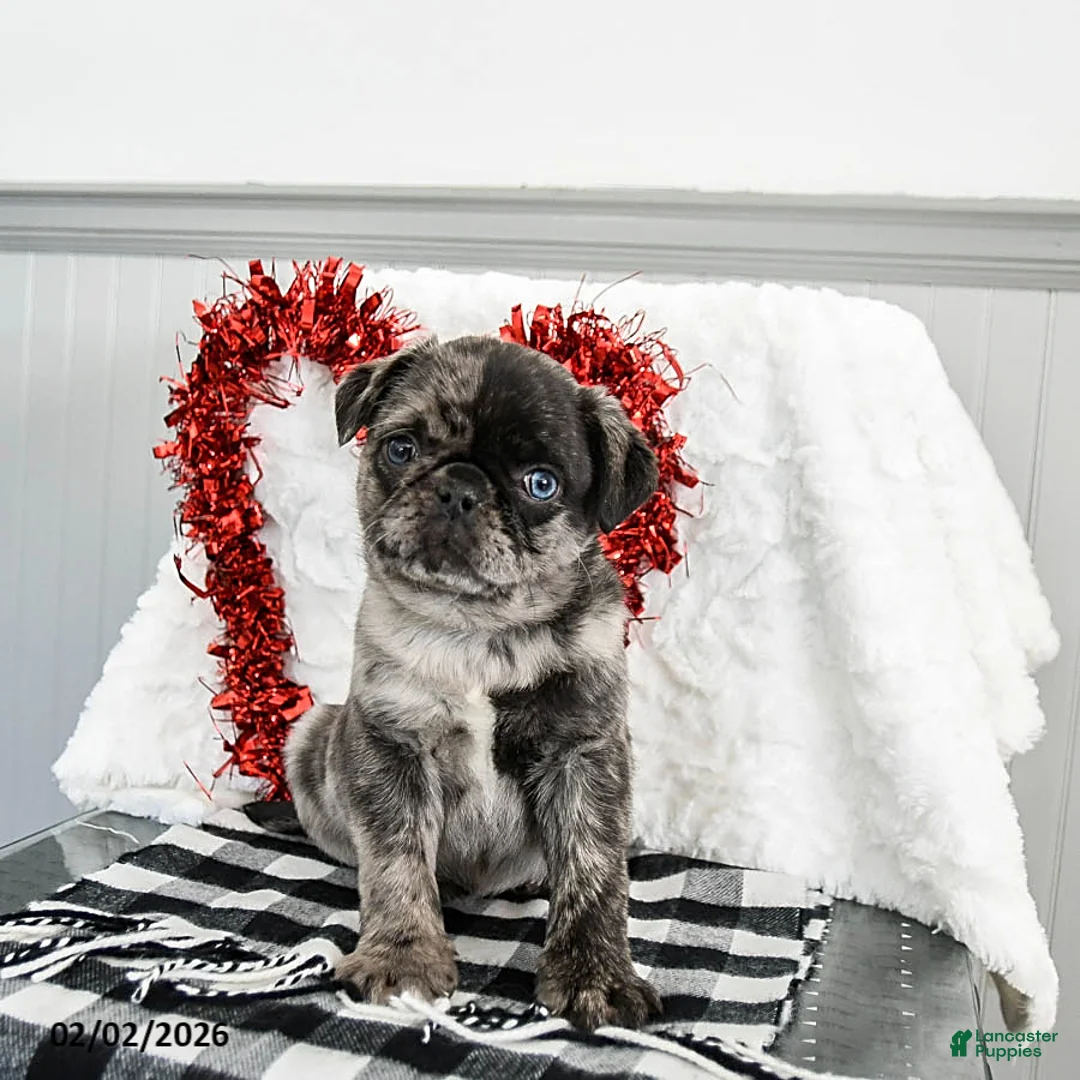 Pug dogs for sale: Snickers - Ad 4