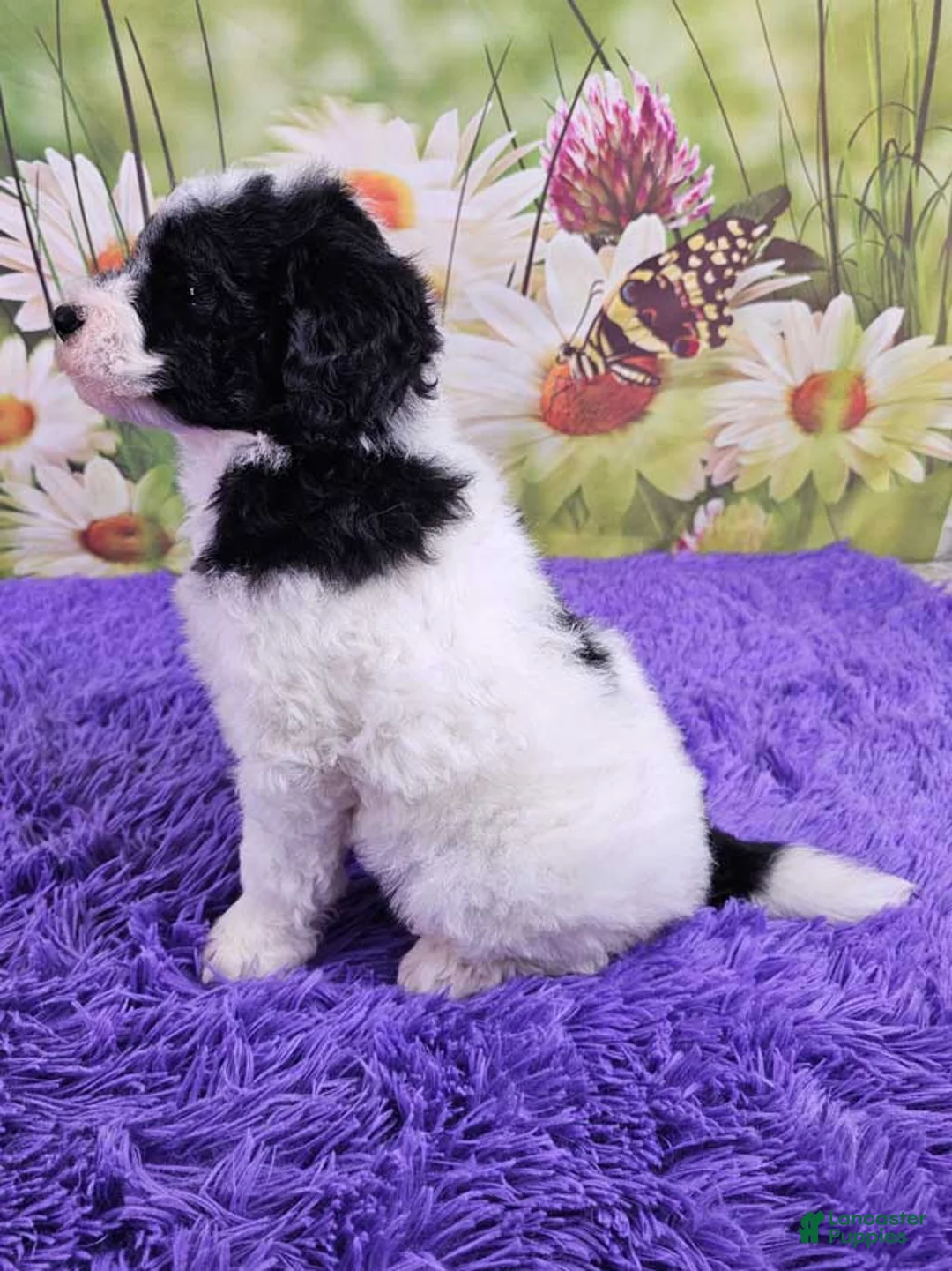 Mini Sheepadoodle dogs for sale: Wade - Ad 2