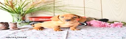 Miniature Dachshund dogs for sale: Tyler - Ad 8