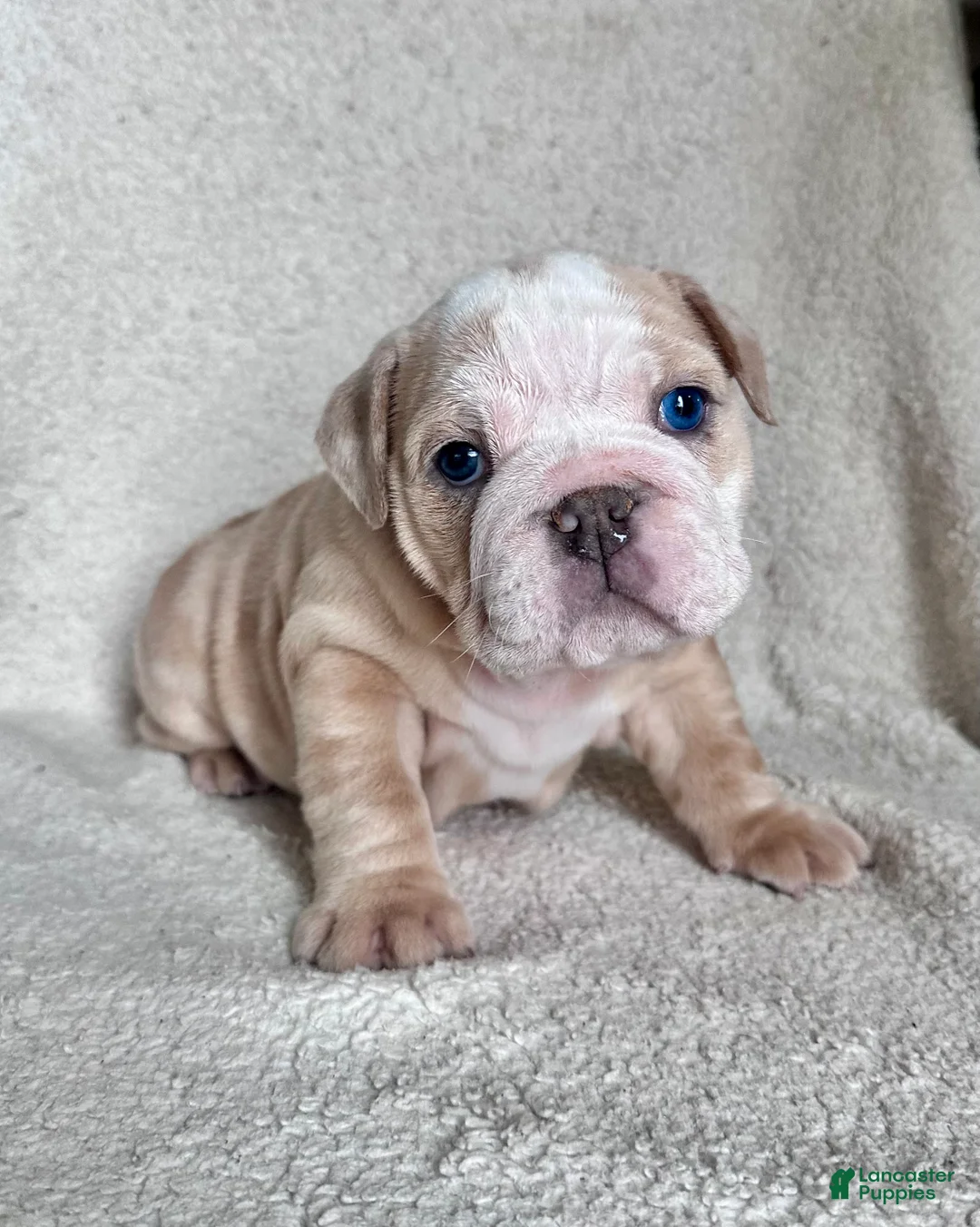 English Bulldog dogs for sale: Winnie - Ad 10