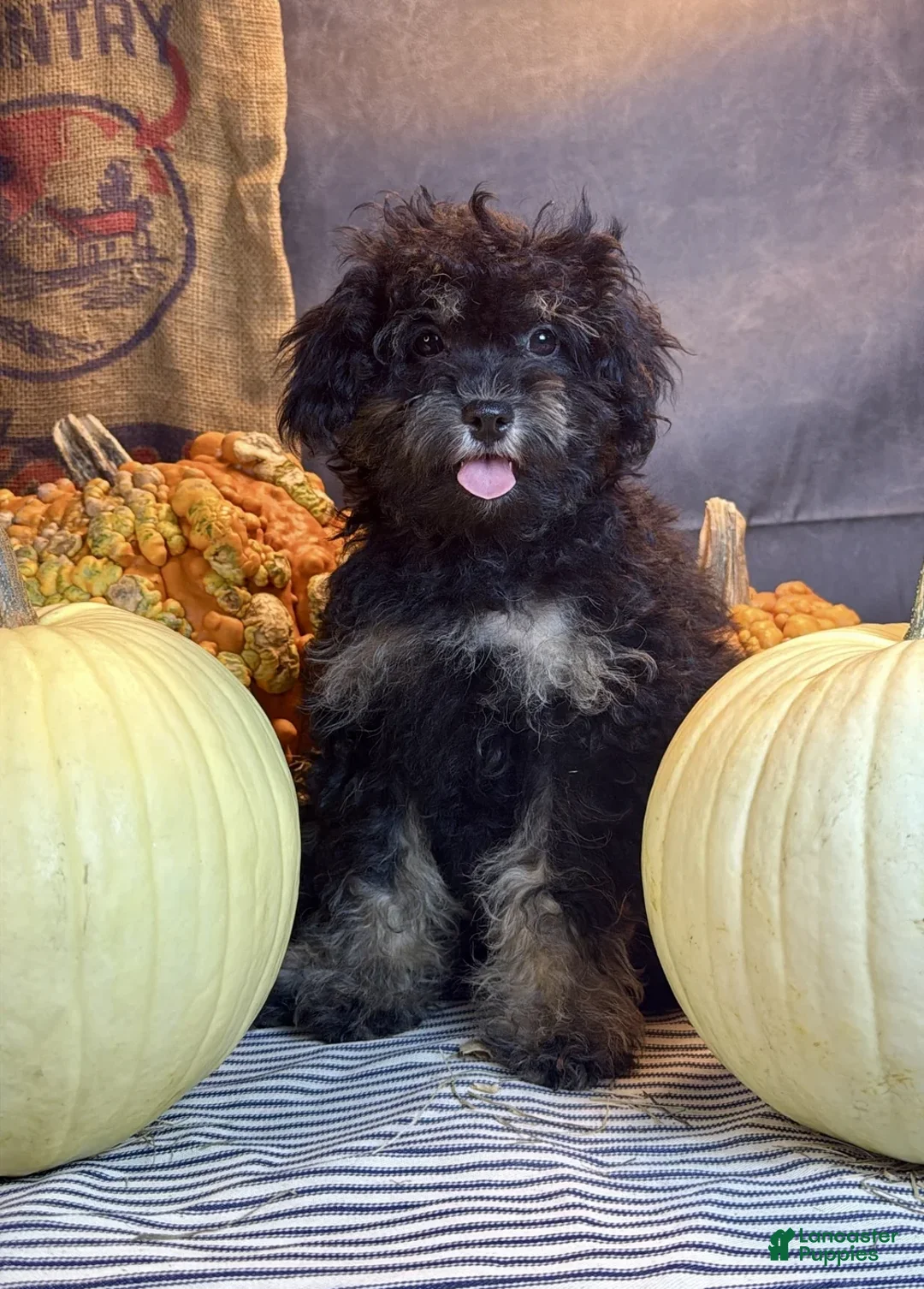 Cavapoo dogs for sale: Marissa - Ad 2