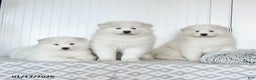 Samoyed dogs for sale: Precious - Ad 5