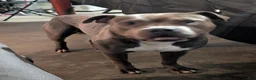 American Pit Bull Terrier dogs for sale: Blue- Banks - Ad 15