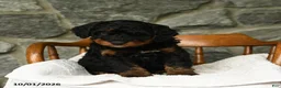 Mini Aussiedoodle dogs for sale: Triton - Ad 4