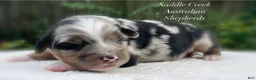 Australian Shepherd dogs for sale: Australian Shepherd 1 - Ad 5