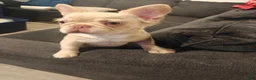 French Bulldog dogs for sale: Bentley - Ad 3